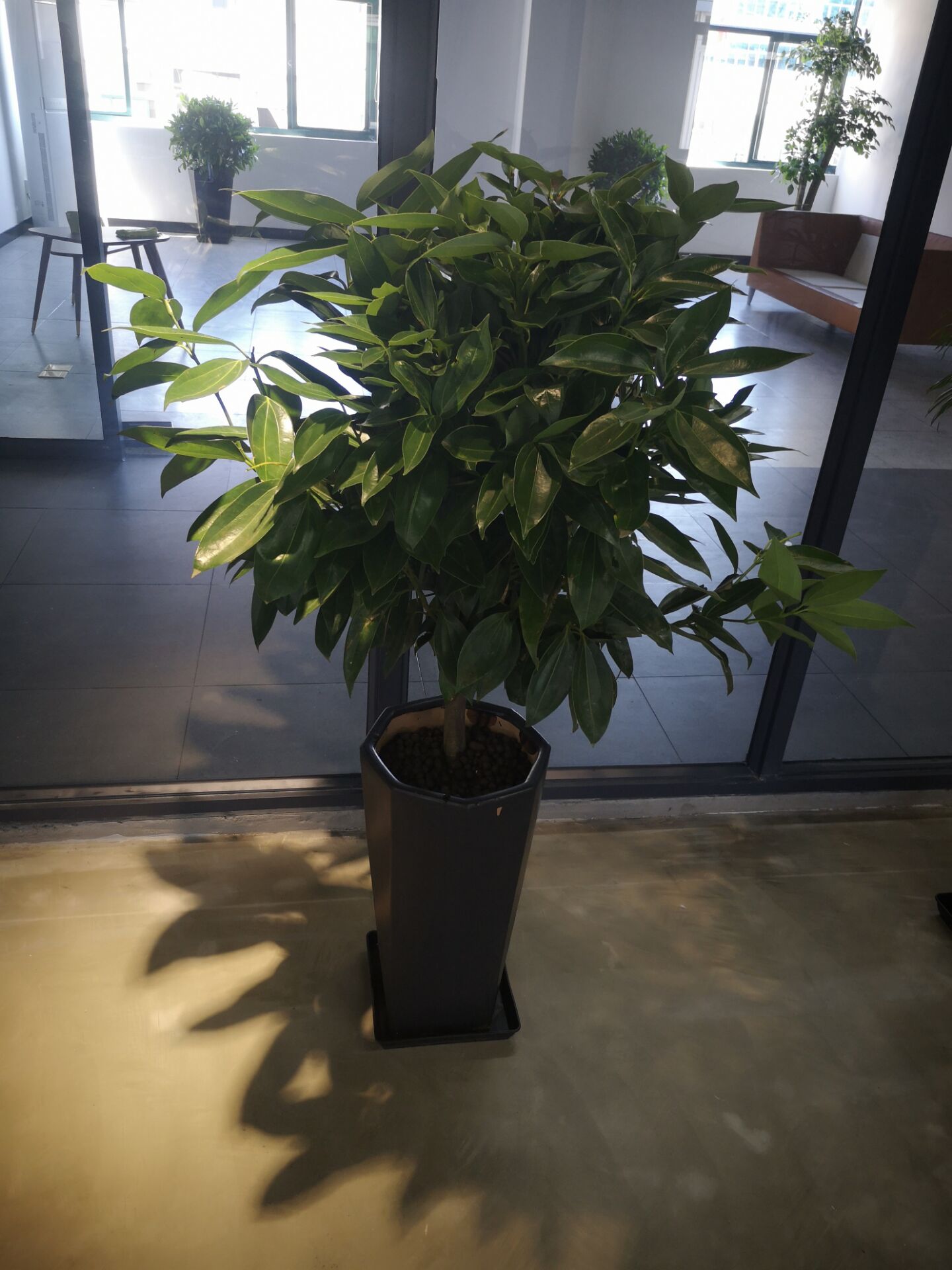 宁波绿植出租案例